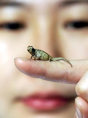 TOKYO, JAPAN: Yoshiko Takeda, Tokyo&#39;s Sunshine International Aquarium employee, displays the world&#39;s smallest chameleon Pygmy Leaf Chameleon, ... - 11-pigmychameleon